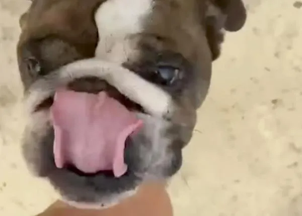 ¿Qué debes hacer si encuentras un perro abandonado? Una protectora explica por qué