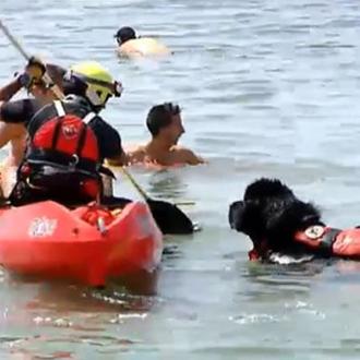 El primer perro socorrista de España es un guapérrimo Terranova …