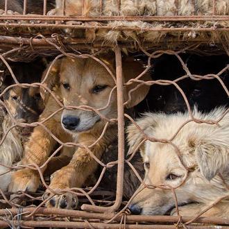 Prohiben la venta de carne de perro en Yulin: un …