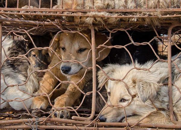 Prohiben la venta de carne de perro en Yulin: un (enorme) paso en la dirección correcta
