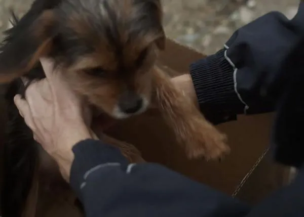 El regalo: el anuncio navideño de la RSPCA contra el abandono animal y a favor de la solidaridad