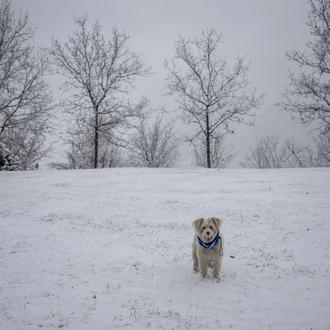 Tormentas, viento, frío: el tiempo también afecta a los perros