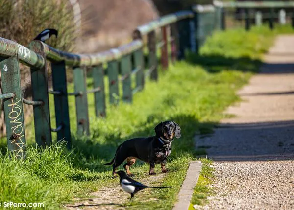 ‘EducanDOG’: charlas a escolares para fomentar el respeto por los animales de compañía en Murcia