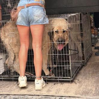 Puntos de recogida de ayuda para los animales y protectoras …