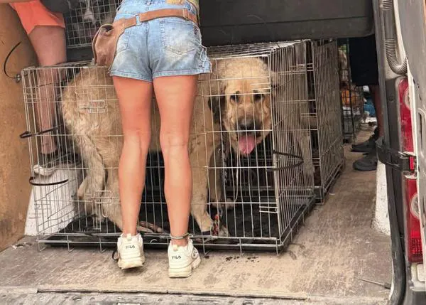 Puntos de recogida de ayuda para los animales y protectoras afectadas por los incendios en Madrid y Ávila