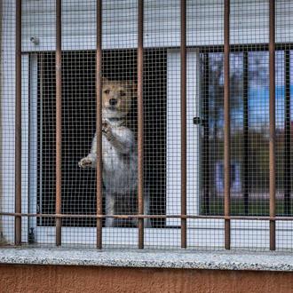 Muchas señales de que un perro sufre dolor siguen pasando …