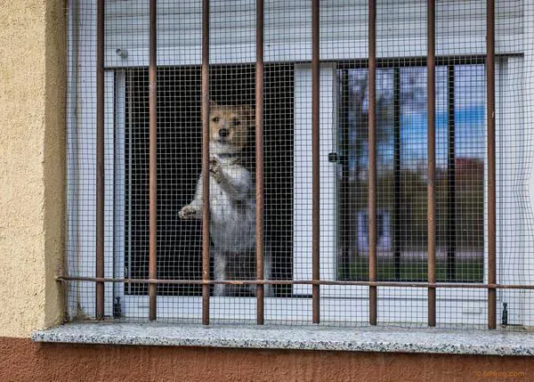 Muchas señales de que un perro sufre dolor siguen pasando desapercibidas, también para sus familias
