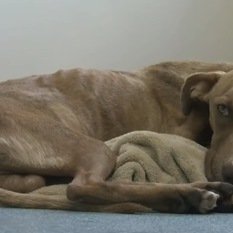 Un perro llamado Milagro: un dron especial permite localizar y …
