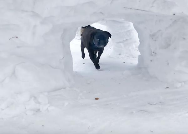 Un hombre crea, cada invierno, un fabuloso parque canino de tuneles y montañas nevadas para sus perros