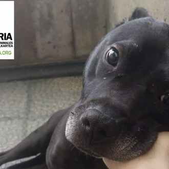 APASOS Vitoria denuncia que no les han permitido dejar mantas …