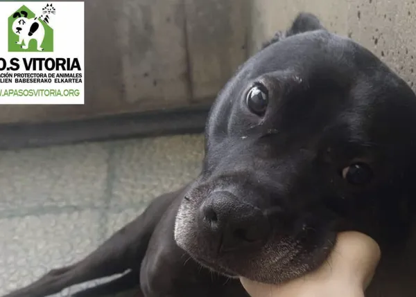 APASOS Vitoria denuncia que no les han permitido dejar mantas para los animales en la perrera