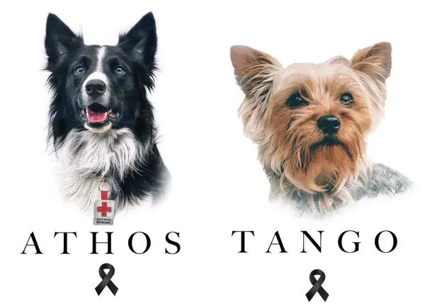 Primer (e histórico) juicio por maltrato animal en México, por el envenenamiento de Athos y Tango