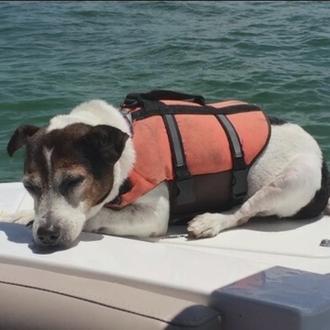 La importancia de los chalecos salvavidas: rescatan a un perro …