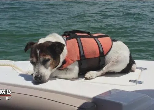 La importancia de los chalecos salvavidas: rescatan a un perro en medio del Golfo de México