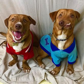 Picasso, un perro con arte, y Pablo, su hermano: dos …