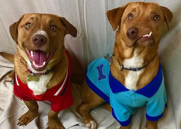 Picasso, un perro con arte, y Pablo, su hermano: dos canes fruto de la cría irresponsable que han esquivado la eutanasia
