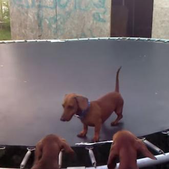 Perros saltando como profesionales del trampolín, perros -y otros animales- …
