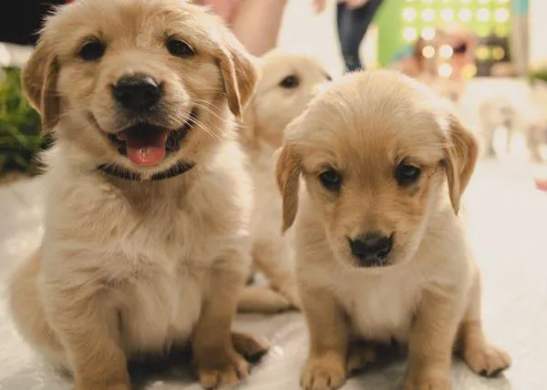 ¿Cómo crear un vídeo viral perruno? Green Works lo intenta con cachorros y solidaridad