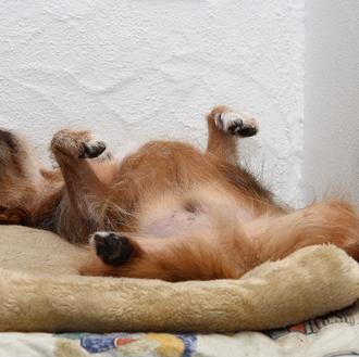 Aromaterapia canina (y gatuna) los olores que calman a los …