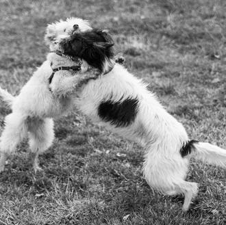 Todos los perros son cachorros de corazón: la importancia del …