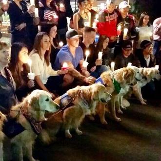 Los perros que calman el dolor humano, los perros que …