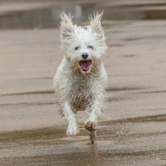 ¡Feliz Día Mundial del Perro (Feliz)! Una cita que debería …