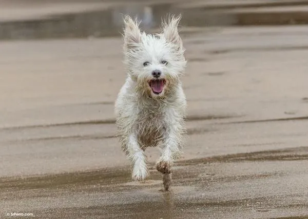¡Feliz Día Mundial del Perro (Feliz)! Una cita que debería celebrarse... todos los días del año