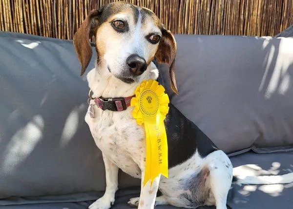 Una perra se escapa de casa y acaba ¡participando en un concurso canino y ganando un premio!
