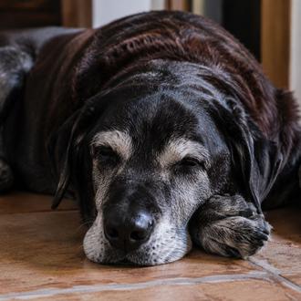 Los veterinarios afrontan mejor la muerte de sus propios perros …