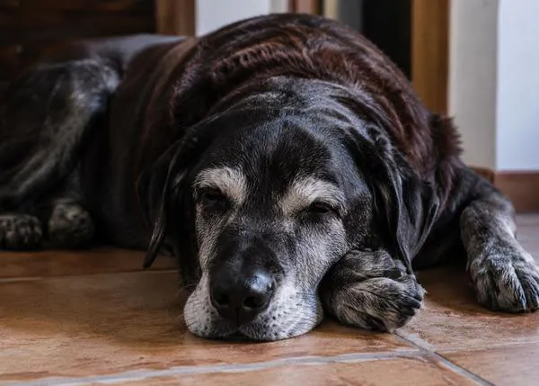 Los veterinarios afrontan mejor la muerte de sus propios perros o gatos, pero siguen siendo vulnerables