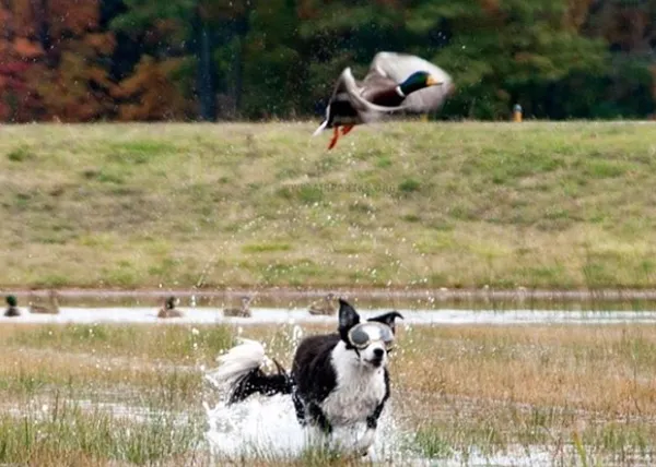 El perro con el trabajo más guau del mundo en acción: Piper, el persigue pájaros a la carrera