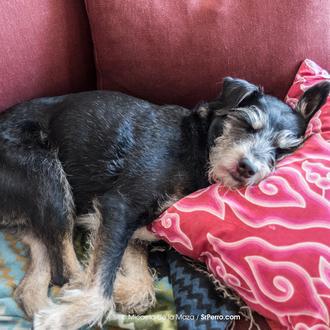 ¿Compartes la cama con tu perro? Si duermes mal, esa …
