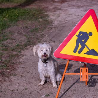 ¿Se pueden solucionar todos los “problemas” de comportamiento canino a …