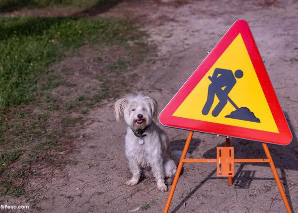 ¿Se pueden solucionar todos los “problemas” de comportamiento canino a través de los premios?