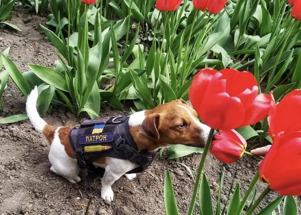 El perro que le ladra a Zelenski y genera carcajadas: Patrón, condecorado por su valor