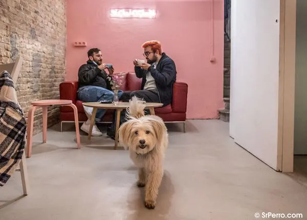De Brunch en Barcelona con perro: 20 lugares para disfrutar en la mejor compañía