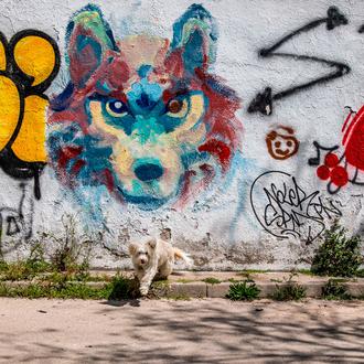 ¿Cómo escucha un perro su nombre? ¿Cómo huele la caca …
