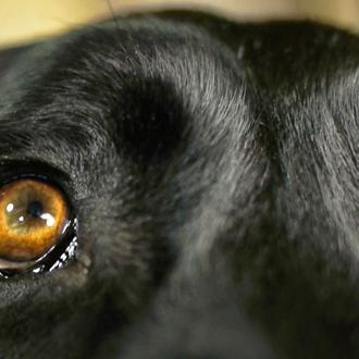 Un (genial) corto sobre el perro más torpón del universo …