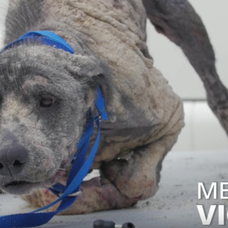 La feliz transformación de Violet, una perra ahora es una …