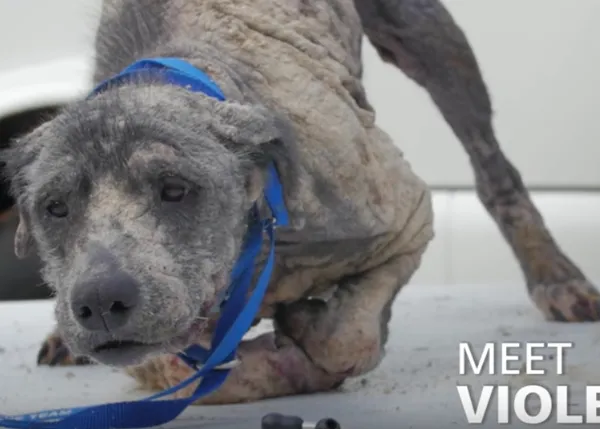 La feliz transformación de Violet, una perra ahora es una nueva embajadora contra el maltrato 
