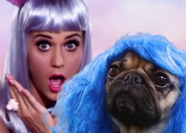 Minutos musicales con Doug, el carlino que triunfa en internet... ¡hay que ver lo que cuesta la fama!