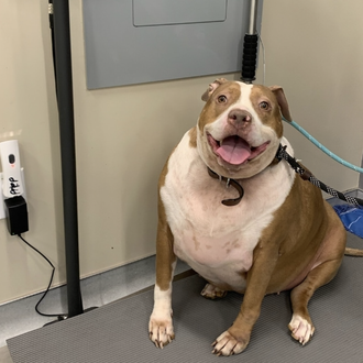 Una perra con hipotiroidismo, seguramente abandonada por su obesidad, emprende …