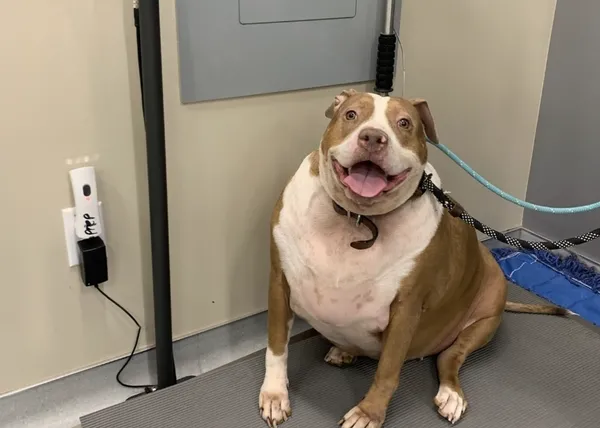 Una perra con hipotiroidismo, seguramente abandonada por su obesidad, emprende una feliz 