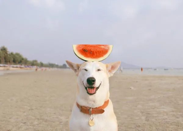 Gluta, la perra más feliz del mundo: fotos que mejoran el humor humano de inmediato
