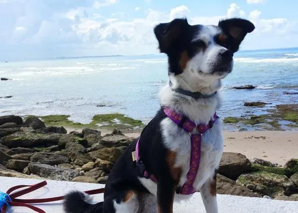 Recogida de firmas para pedir que los perros puedan ir con sus familias por el paseo marítimo de Rota en verano