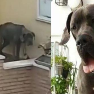 La acusación popular en los delitos contra los animales, una …