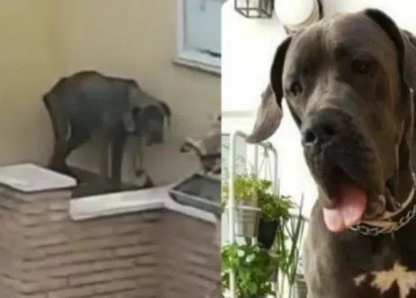 La acusación popular en los delitos contra los animales, una herramienta clave para su defensa, está en peligro