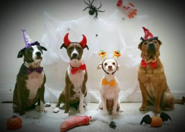 El #SustoSelfie con premio: participa en el terrorífico concurso de Tiendanimal
