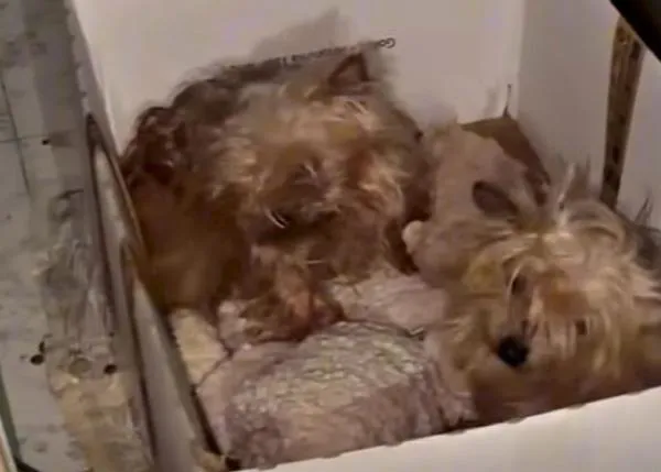 La Isla de Tali interviene en un grave caso de Síndrome de Noé, se hace cargo de 20 animales y pide ayuda para la mujer que lo sufre