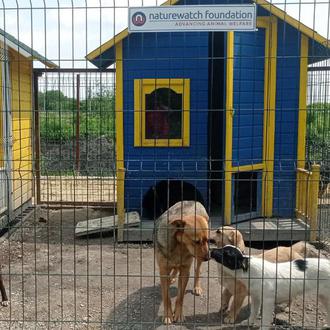 Casitas para perros sin hogar que huyen de la guerra …